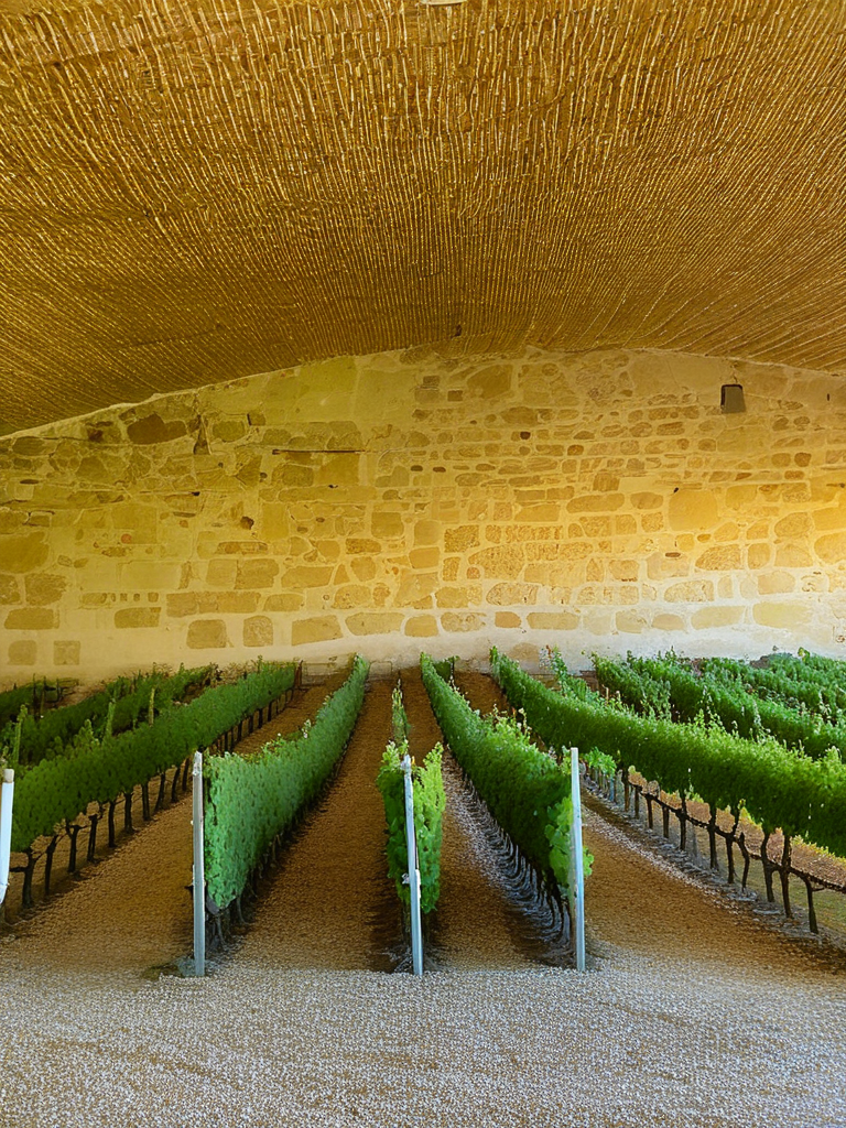 Raisins de Bourgogne